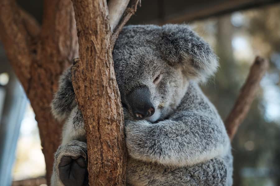 Taronga Zoo Aussie Backyard Adventure - Koalas, kangaroos, wallabies, and echidnas, up close with context