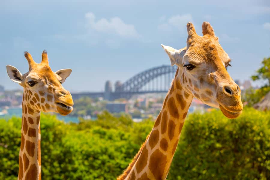 Taronga Zoo Aussie Backyard Adventure - The 1.5-hour walk: what you do during the guided portion