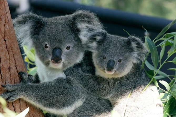 Taronga Zoo Entry & Return Ferry - Sydney Harbour - Key Things to Know