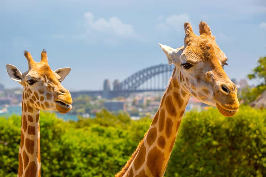 Taronga Zoo Sydney Wild Australia Experience - Wild Australia in 2 hours: what the keeper-led format buys you