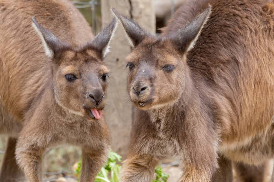 Taronga Zoo Sydney Wild Australia Experience - Working food-preparation kitchen access: where the care starts