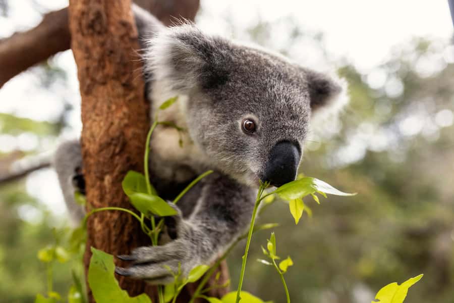 Taronga Zoo Sydney Wild Australia Experience - Koala Encounter: personal, close, and guided by keeper priorities