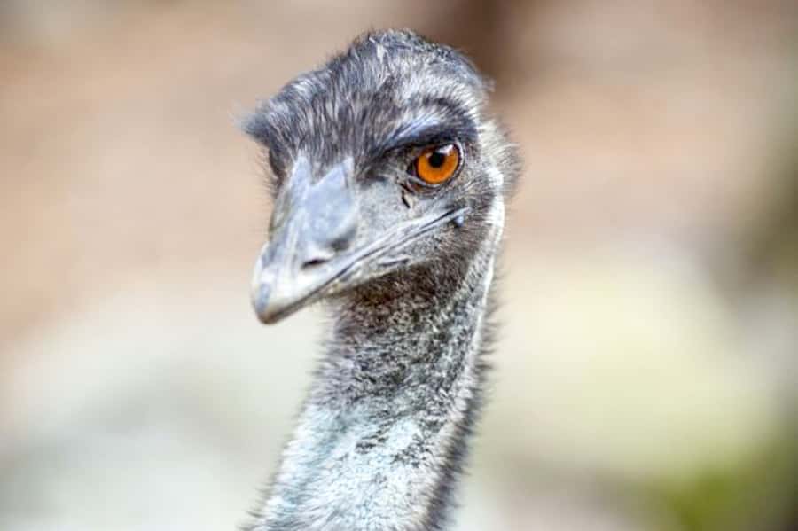 Taronga Zoo Sydney Wild Australia Experience - Meeting at Taronga Zoo: start point and first smart move