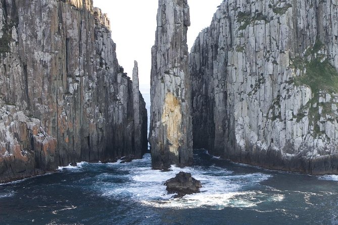 Tasman Island Cruises and Port Arthur Historic Site Day Tour from Hobart - Wildlife odds: seals, dolphins, falcons, and the surprise whales
