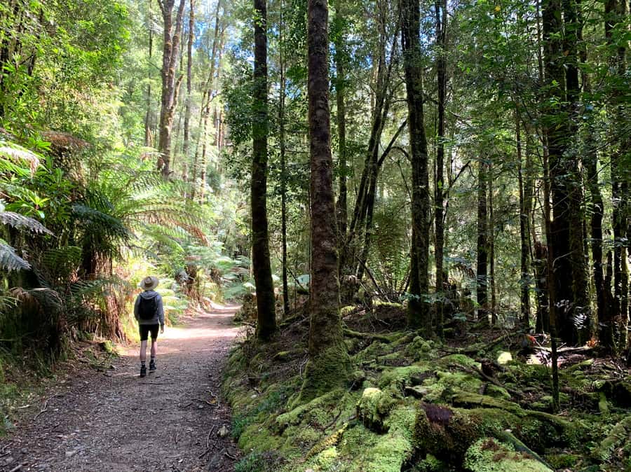 Tasmania: 7-Day West to East Tour - Accommodation, Timing, and How to Pack for a Week of Walking