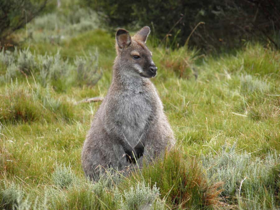 Tasmania: Wilderness and Wildlife Guided 6-Day Tour - Day 4: Launceston Cataract Gorge, Bay of Fires sands, and Bicheno penguin time