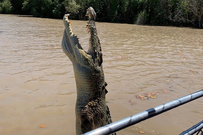 The Croc Bus to the Famous Jumping Crocodile Cruise - Key things to know before you go