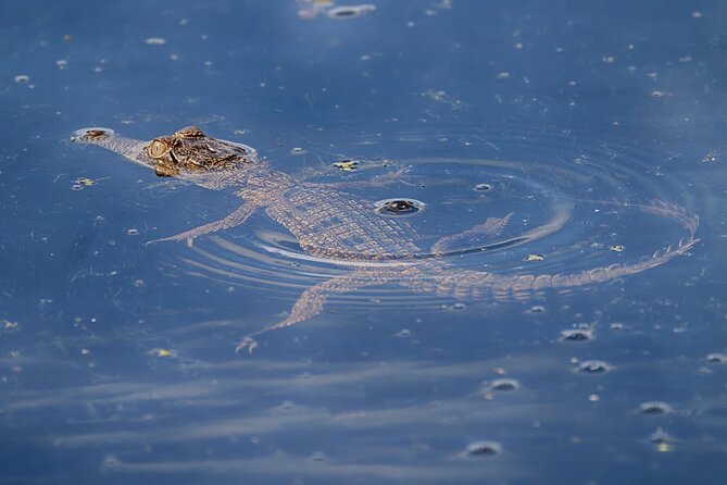 The Croc Bus to the Famous Jumping Crocodile Cruise - Timing, comfort, and what the day feels like end to end