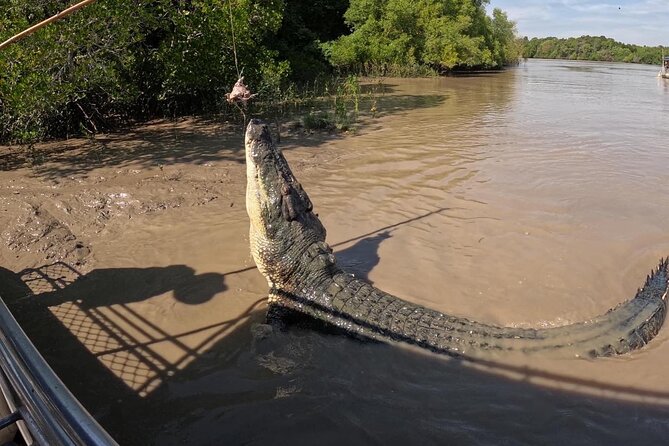 The Croc Bus to the Famous Jumping Crocodile Cruise - Who should book this croc-and-wildlife combo