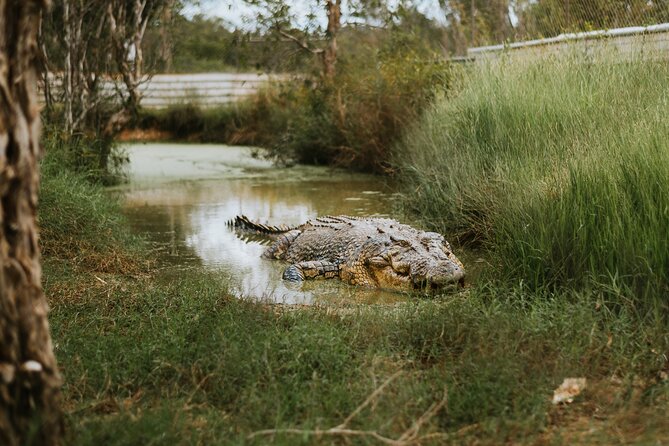 Top End Safari Camp Day Tour - Croc-safe pool swim: cooling off without the stress