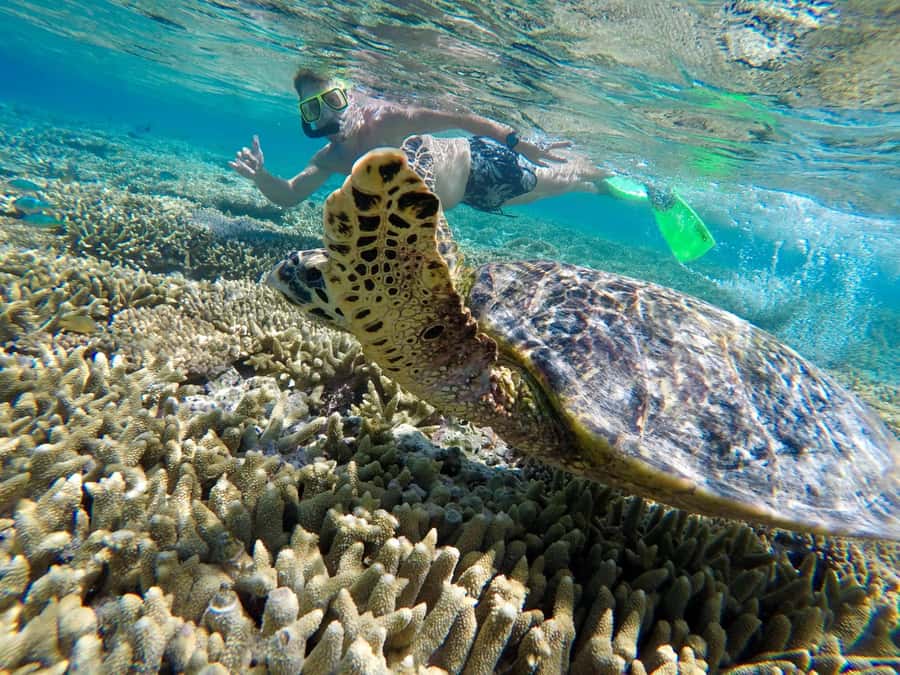 Town of 1770: Lady Musgrave Island Snorkelling Day Cruise - Key things I think matter most on this Lady Musgrave day