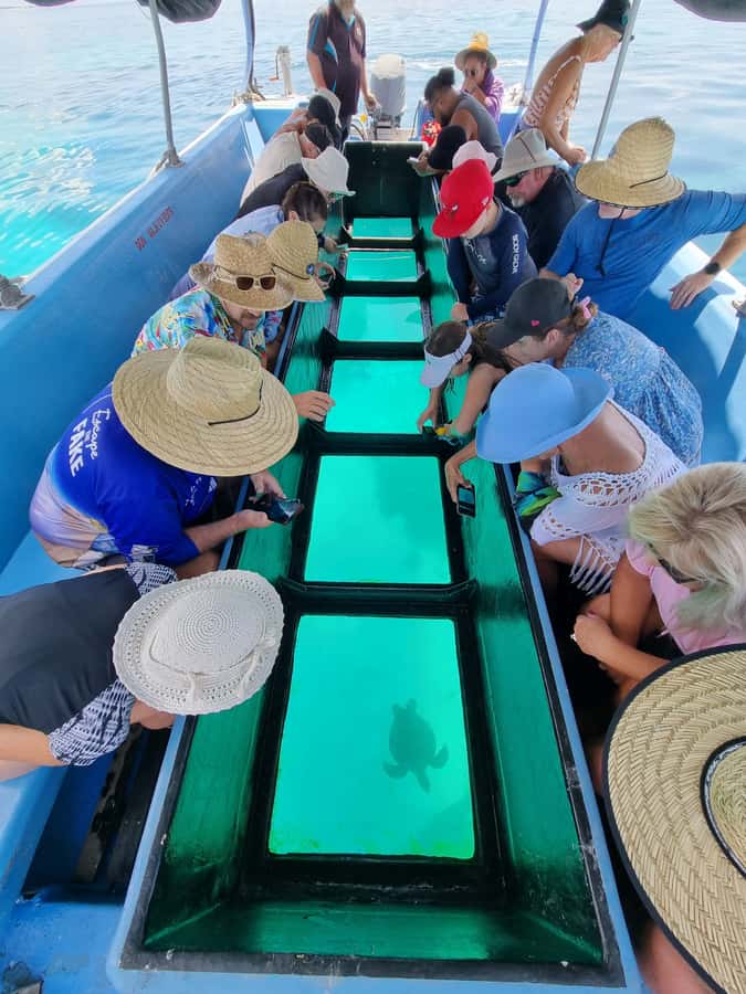Town of 1770: Lady Musgrave Island Snorkelling Day Cruise - Snorkelling in a protected lagoon: calm conditions, real reef life