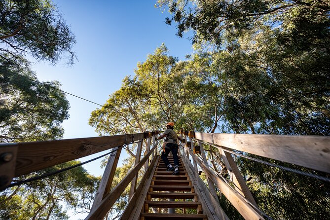 Tree Top Activity for Thrill Seekers and Adventurers in Adelaide - What You’re Actually Doing at TreeClimb Adelaide