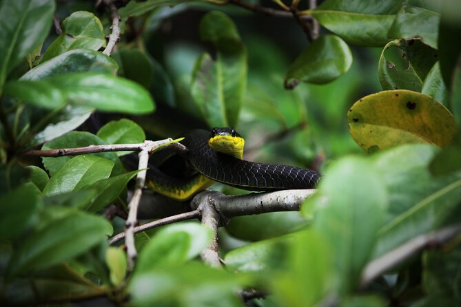 Ultimate Daintree Rainforest Wildlife Experience Cruise - Quick hits before you go