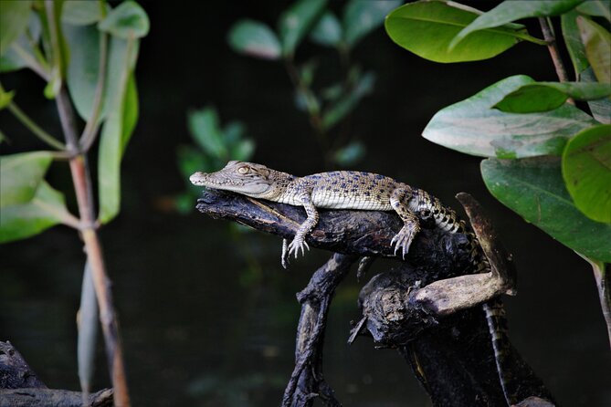 Ultimate Daintree Rainforest Wildlife Experience Cruise - Coffee and Wi-Fi at the visitor center, a small comfort with real payoff