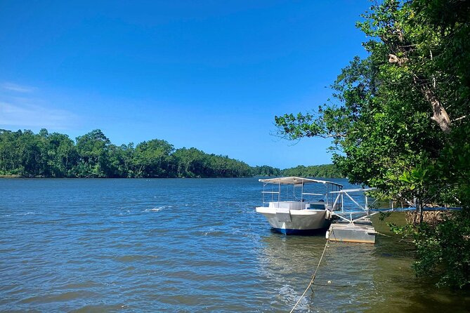Ultimate Daintree Rainforest Wildlife Experience Cruise - The single stop plan: what you do on the river, and what you get back