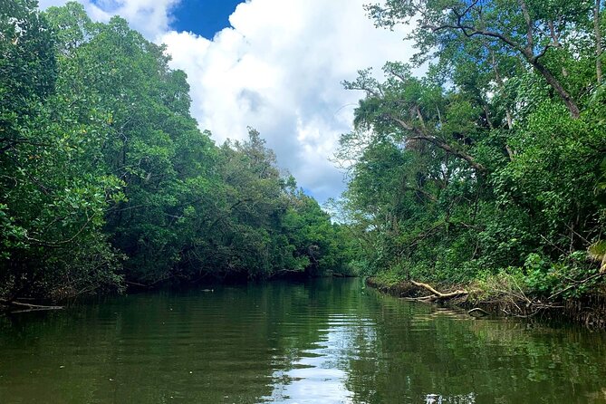 Ultimate Daintree Rainforest Wildlife Experience Cruise - Value check: is it worth $28.69 per person?