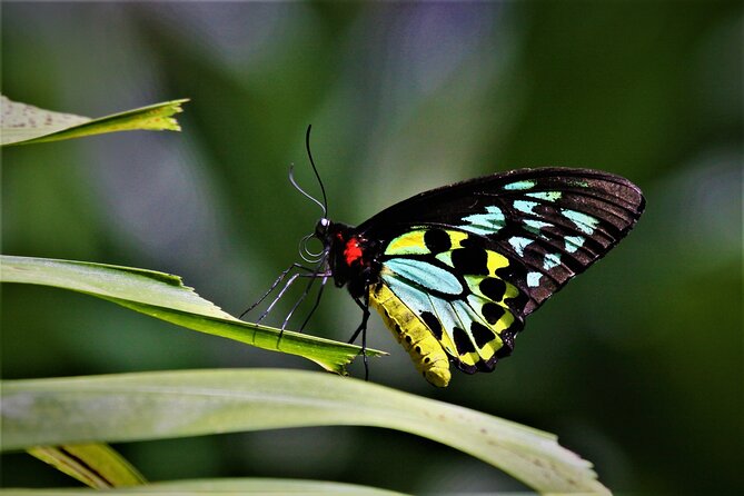 Ultimate Daintree Rainforest Wildlife Experience Cruise - Who this cruise suits best (and who might not love it)