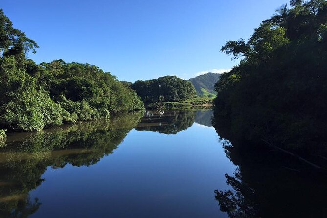 Ultimate Daintree Rainforest Wildlife Experience Cruise - What you can realistically spot: crocs, tree snakes, birds, and smaller surprises