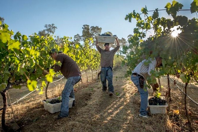 Ultimate Mornington Peninsula Food and Wine Small Group Tour - Mornington Peninsula in one day: 10:00 am start, pickup, and a relaxed rhythm