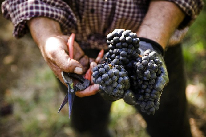 Ultimate Mornington Peninsula Food and Wine Small Group Tour - Stop 1: Epicurean Food and Wine Tours, your day’s launchpad