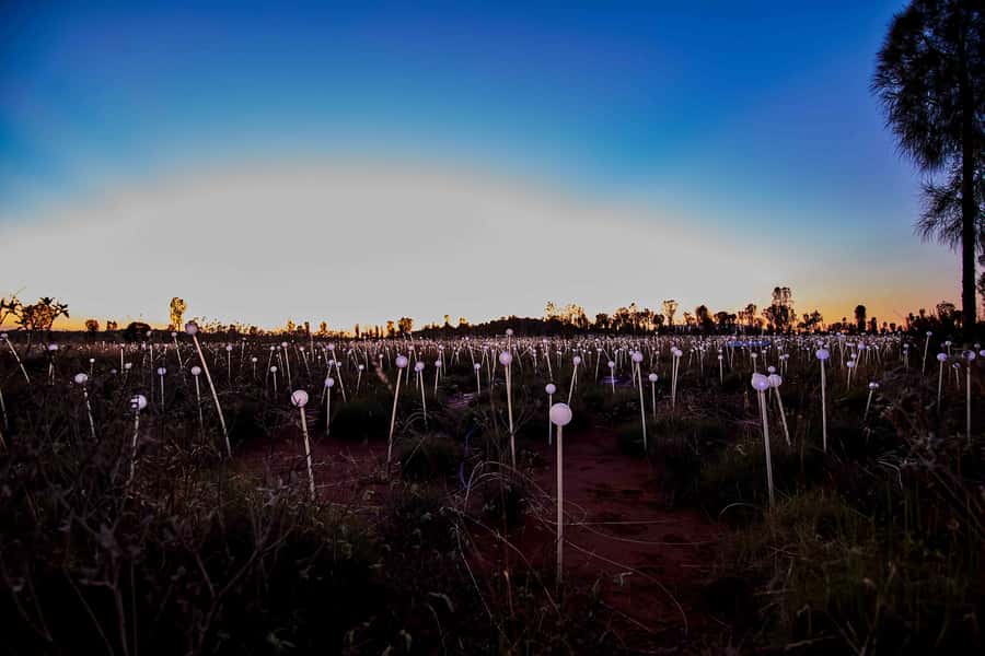 Uluru: Field of Light Sunrise Tour with Hot Drinks - Price and value, is $91 worth it?
