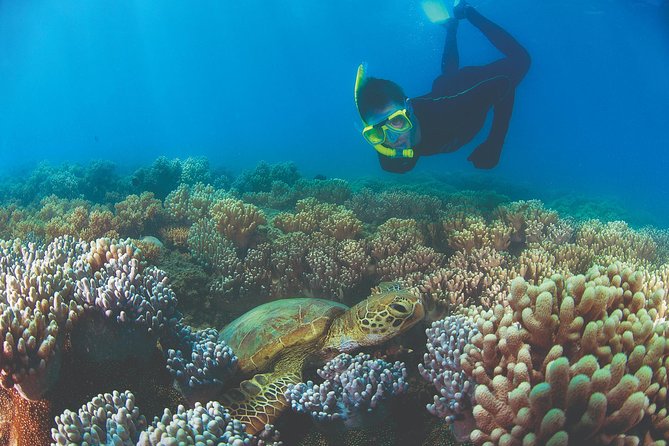 Wavedancer Low Isles Great Barrier Reef Sailing Cruise - Timing, groups, and what to bring so you enjoy every section