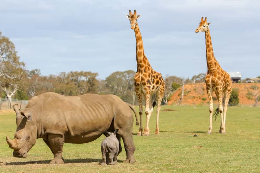 Werribee Open Range Zoo: Entry Ticket - What to notice during your visit (so your photos make sense)
