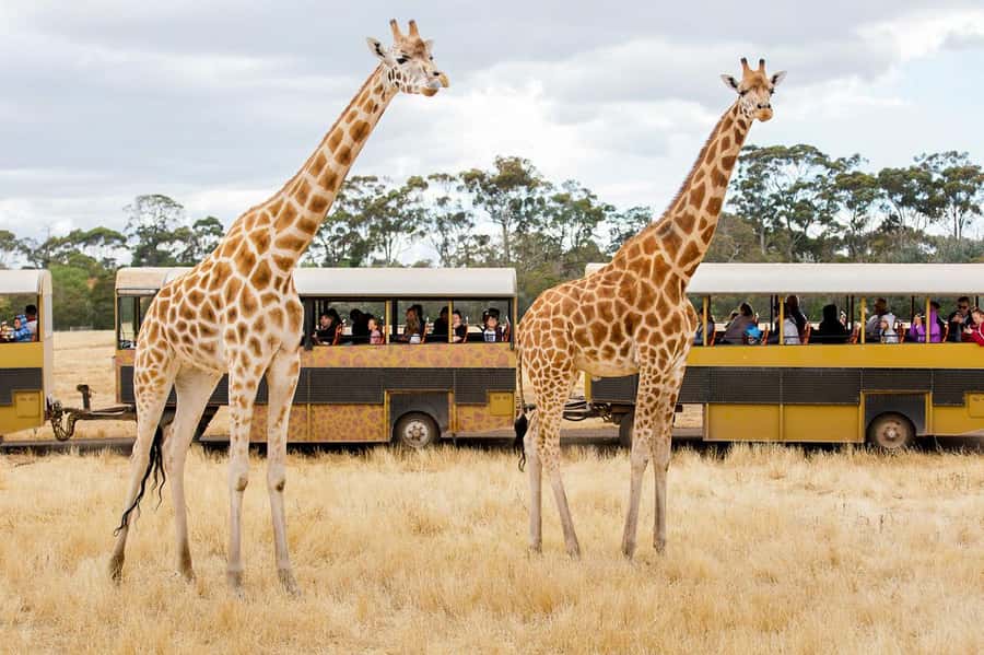 Werribee Open Range Zoo: Entry Ticket - Value and the real meaning of that $37 entry ticket