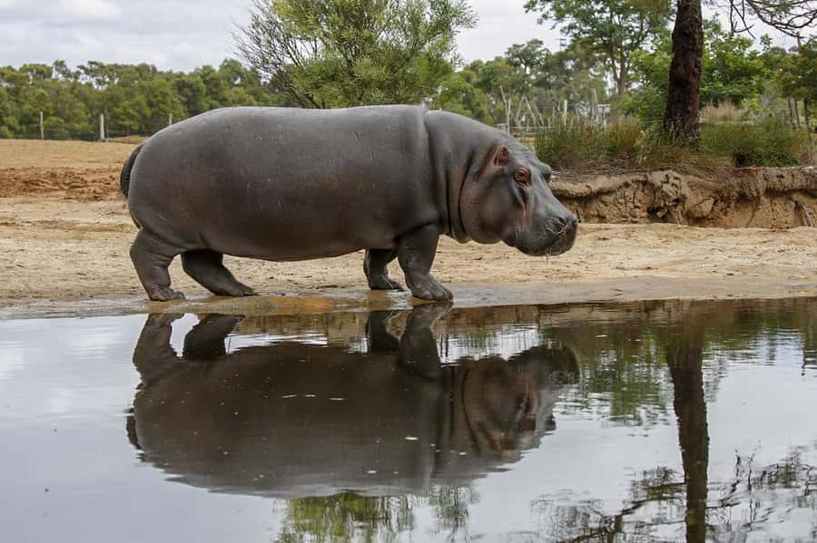 Werribee Open Range Zoo: Entry Ticket - The included open-range safari ride: the highlight you plan around