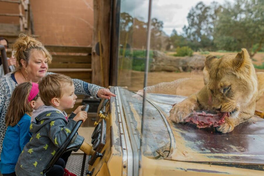 Werribee Open Range Zoo: Entry Ticket - Lions, gorillas, and rhinos: what close viewing feels like here