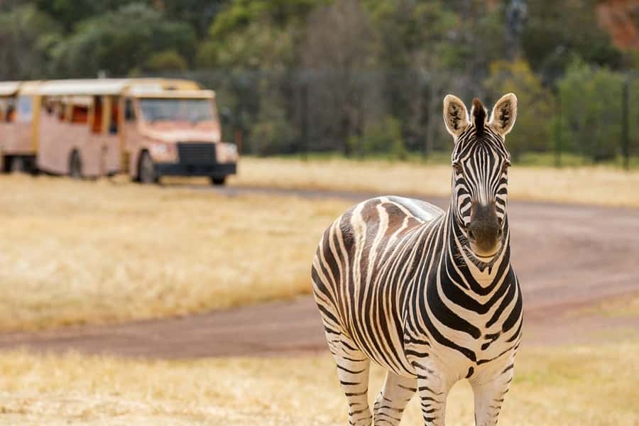 Werribee Open Range Zoo: Entry Ticket - The animals are only half the story: staff talks that actually help