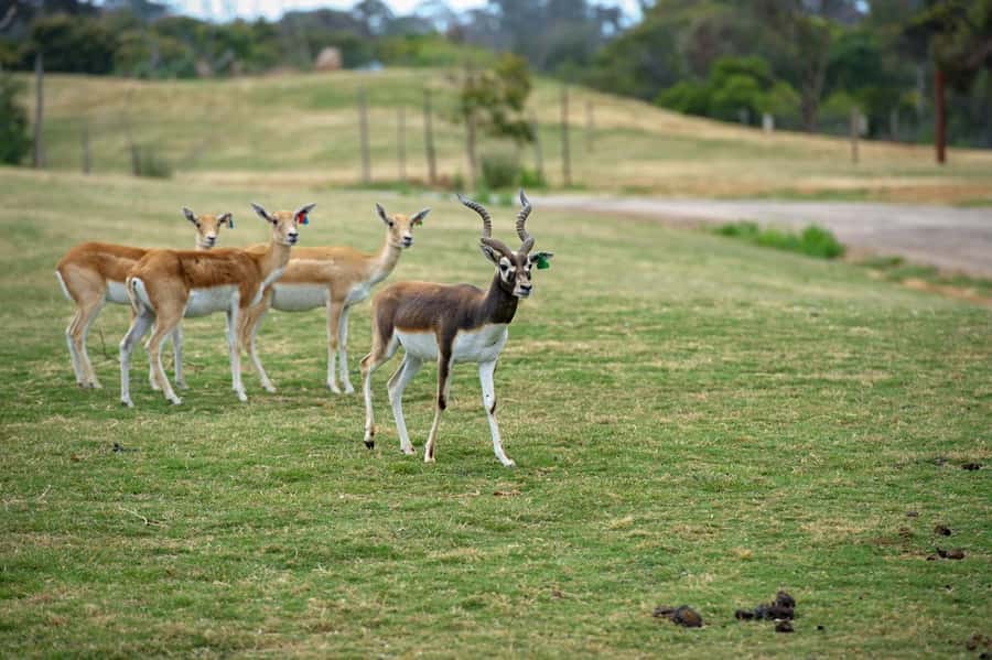 Werribee Open Range Zoo: Entry Ticket - Switching from Africa to Australia with the Australian Journey walk