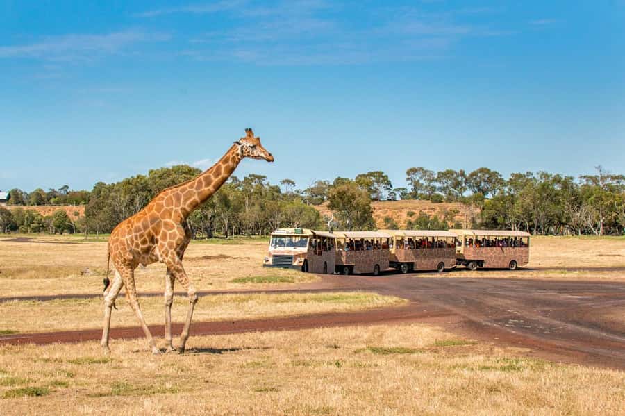 Werribee Open Range Zoo: Entry Ticket - Shade, seats, and picnic planning that saves your mood