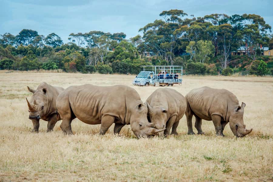 Werribee Open Range Zoo: Entry Ticket - Getting there from Melbourne without turning your day into transit