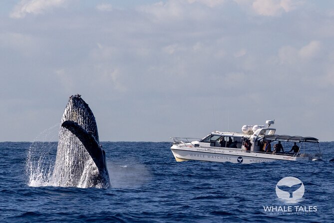 Whale Watching Boat Trip in Sydney - A small-boat whale hunt with a real backup plan
