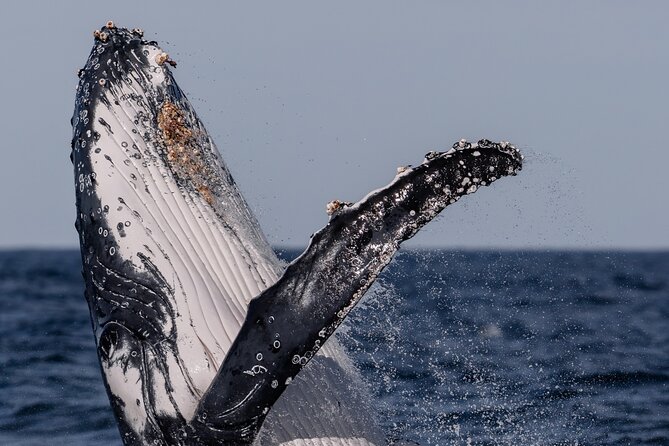 Whale Watching Boat Trip in Sydney - How the whale spotting search actually feels on deck