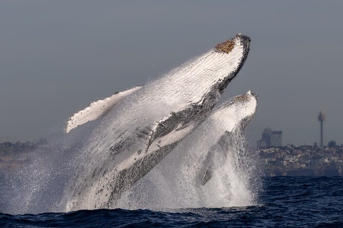 Whale Watching Boat Trip in Sydney - Motion sickness, getting wet, and staying comfortable