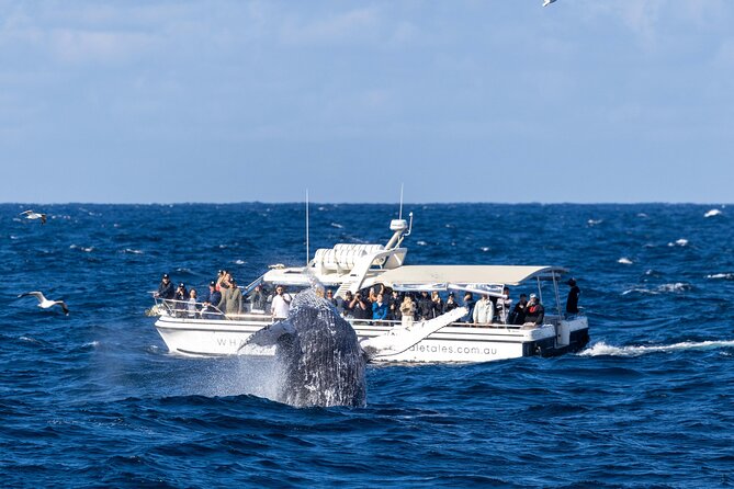 Whale Watching Boat Trip in Sydney - The humpback whale story, plus what the crew points out