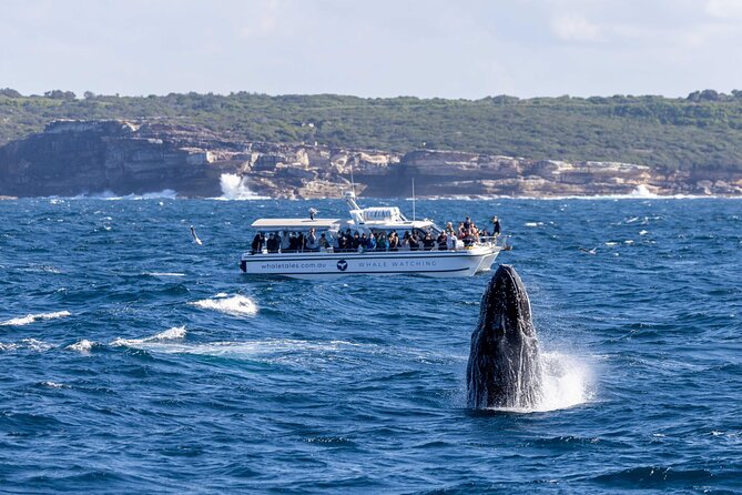 Whale Watching Boat Trip in Sydney - Photography opportunities on a small vessel