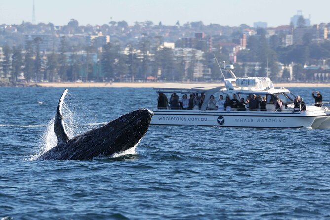 Whale Watching Boat Trip in Sydney - Darling Harbour check-in and the views start right away