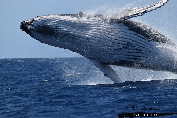Whale Watching Busselton - Key points to know before you go