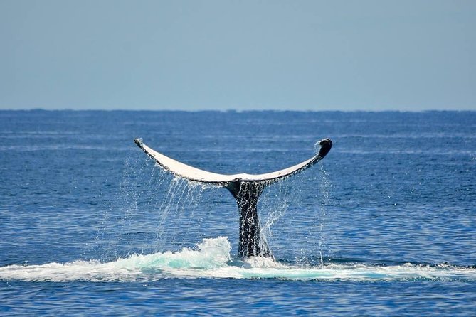 Whale Watching Busselton - Where You Meet the Whalesong in Port Geographe