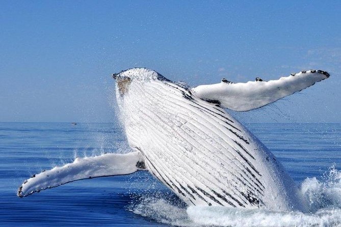 Whale Watching Busselton - What the Marine Biologist Helps You Spot