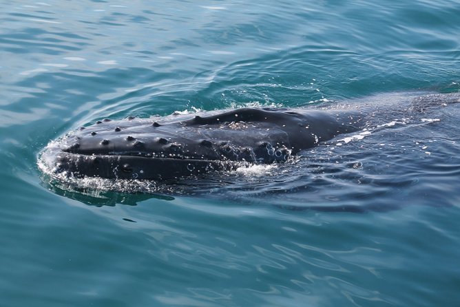 Whale Watching Busselton - Weather, Choppy Water, and Motion Sickness Tips
