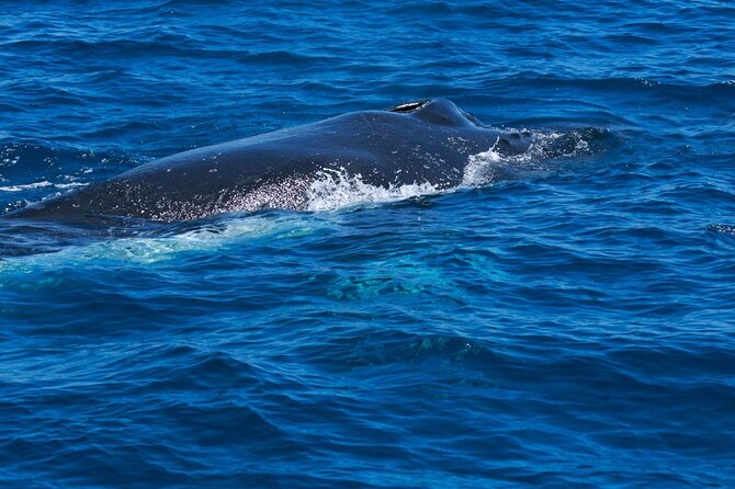Whale Watching Busselton - The Cruise Pattern: Canals, Then Geographe Bay