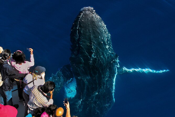 Whale Watching by Sea World Cruises - Main Beach departure, quick offshore access, and a simple 2.5-hour plan