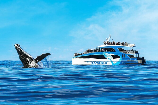 Whale Watching by Sea World Cruises - The Australian Whale Sanctuary zone and the 100% whale sighting guarantee