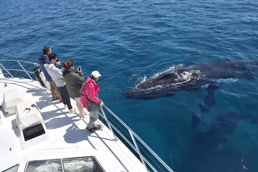 Whale Watching Cruise from Busselton, Augusta or Dunsborough - Key things to know before you sail