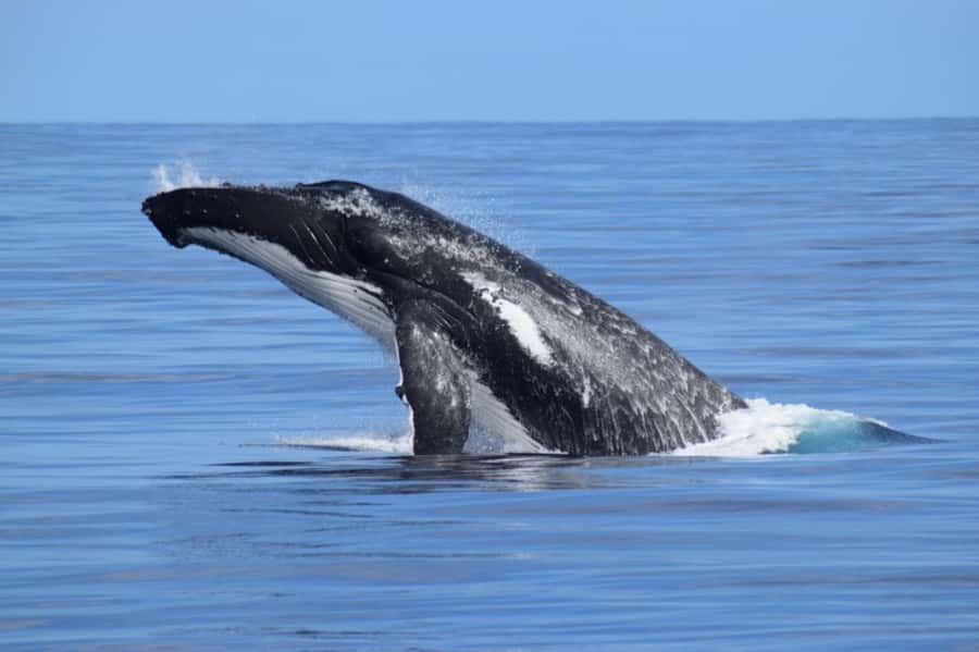 Whale Watching Cruise from Busselton, Augusta or Dunsborough - Where this whale cruise fits on your South West itinerary